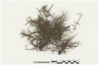 藏品(毛枝苔)的圖片